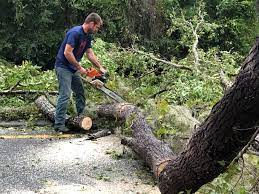 Best Storm Damage Tree Cleanup  in Chouteau, OK