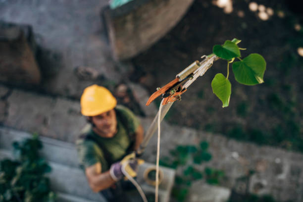 Best Tree Preservation Services  in Chouteau, OK