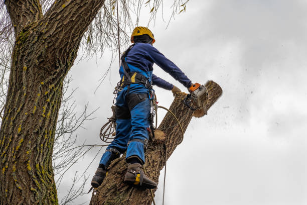 Best Tree Health Inspection  in Chouteau, OK